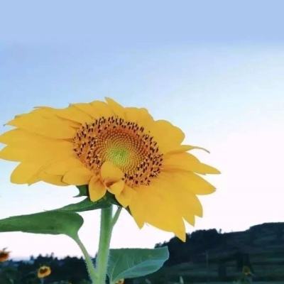 丛林野生恐龙模拟器3d游戏